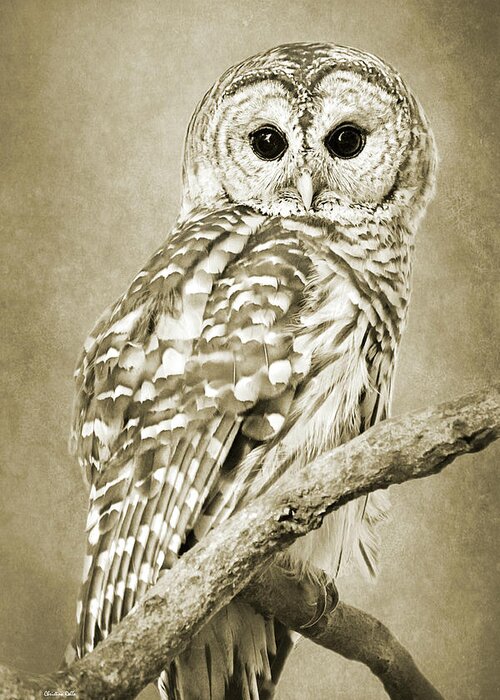 Owl Greeting Card featuring the photograph Sepia Owl by Christina Rollo