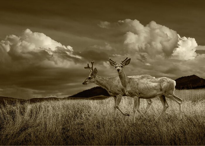 Deer Greeting Card featuring the photograph Sepia Tone of Male Mule Deer with Velvet Antlers by Randall Nyhof
