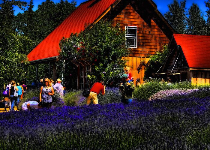 Lavender Greeting Card featuring the photograph Sequim Lavender by David Patterson
