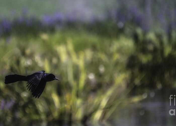 Grackle Greeting Card featuring the photograph Serenity In The Marshes by Mary Lou Chmura