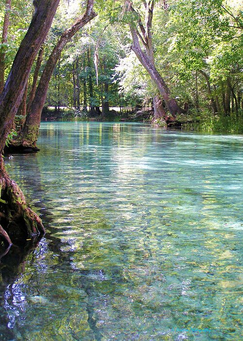 Ginnie Springs Greeting Card featuring the photograph Serenity by Li Newton