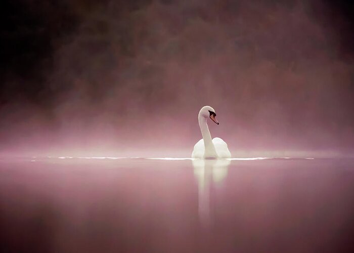 Mute Swan Greeting Card featuring the photograph Serenity - Swan on a foggy sunset by Roeselien Raimond
