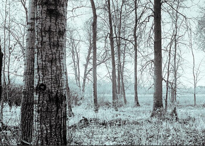 Canada Greeting Card featuring the photograph Series Silent Woods 2 by RicharD Murphy