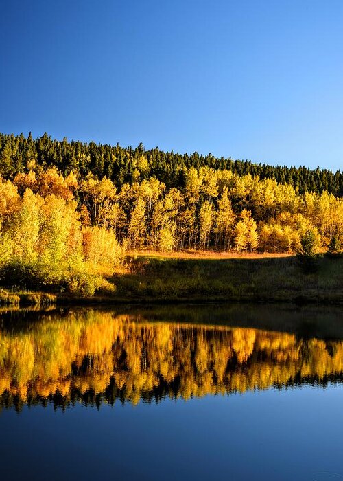 Golden Aspen Trees Greeting Card featuring the photograph Settling Gold by Michael Brungardt