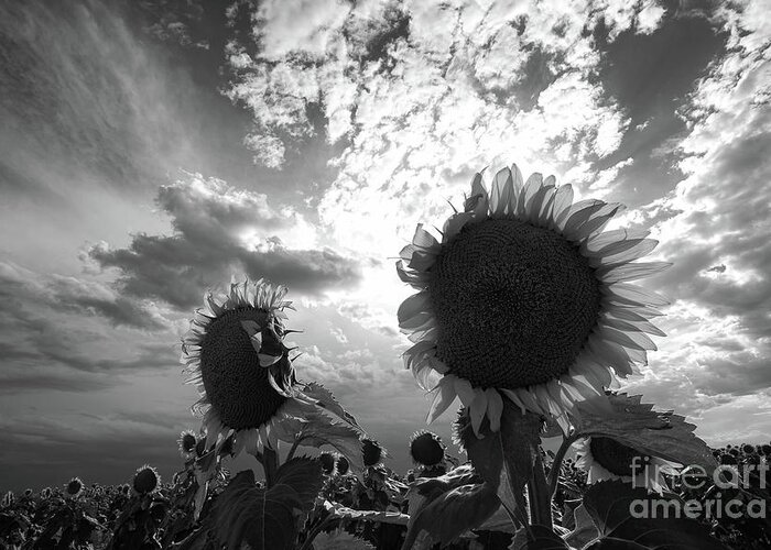 Sunflowers Greeting Card featuring the photograph Shades of Grey by Jim Garrison