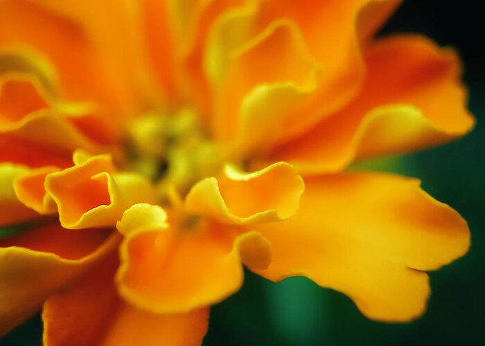 Beautiful Greeting Card featuring the photograph Shades of orange by Eduard Moldoveanu
