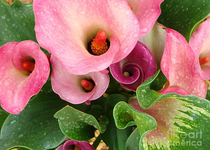 Calla Greeting Card featuring the photograph Shades of Pink by Amy Dundon