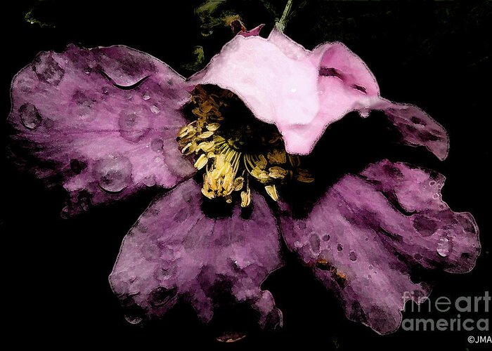  #wildflower Greeting Card featuring the photograph Shadow Blush by Jacquelinemari
