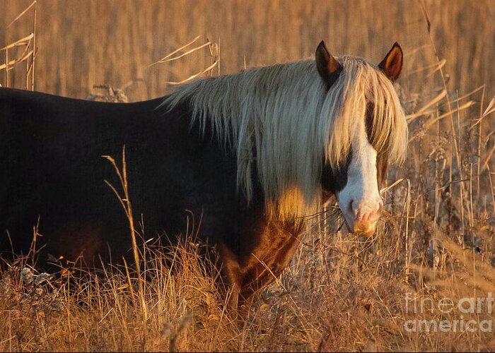 Wild Pony Greeting Card featuring the photograph Shaggy Wild Pony II by Karen Jorstad
