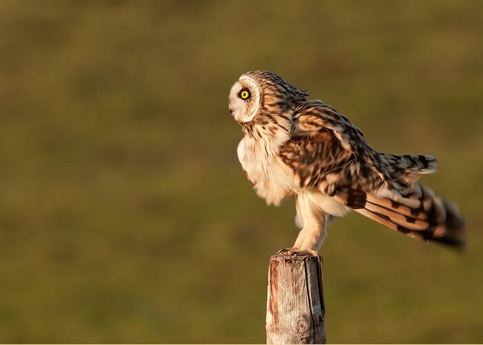 Asio Flammeus Greeting Card featuring the photograph Shaking Short-eared Owl by Roeselien Raimond