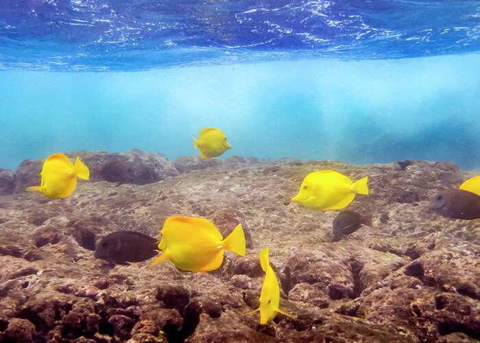Underwater Greeting Card featuring the photograph Shallow Fish by Daniel Murphy