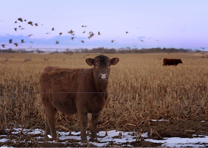 Calf Greeting Card featuring the photograph Share the Corn 3 by Susan Rissi Tregoning