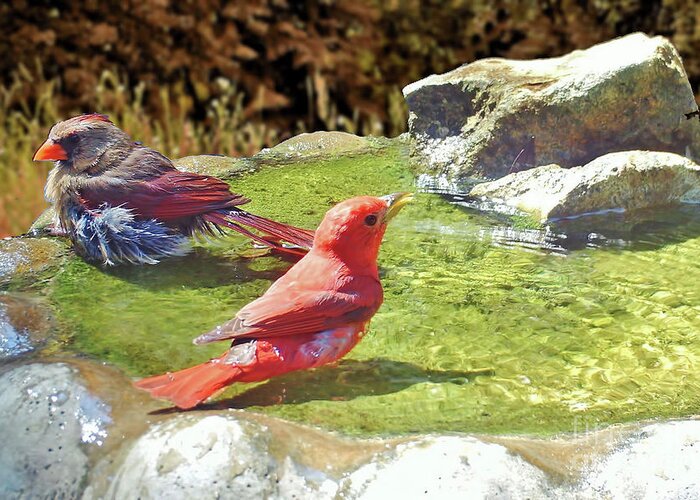 Cardinal Greeting Card featuring the photograph Sharing A Bath by D Hackett