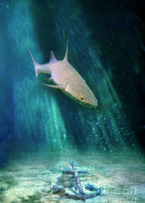 Shark Greeting Card featuring the photograph Shark and Anchor by Jill Battaglia