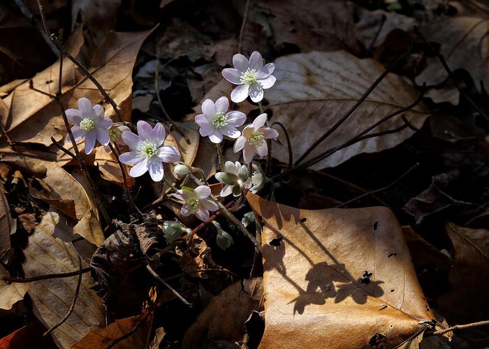 Sharp-lobed Hepatica Greeting Card featuring the photograph Sharp-Lobed Hepatica in Lost Valley by Michael Dougherty
