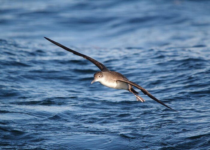 Shearwater Greeting Card featuring the photograph Shearwater by Richard Patmore