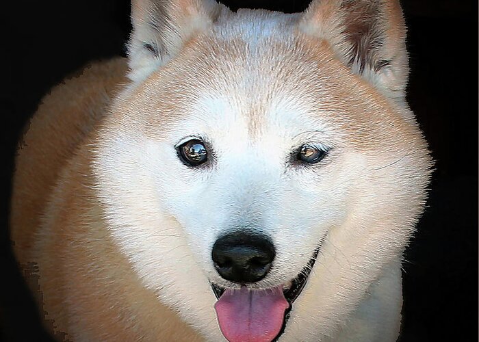 Nature Greeting Card featuring the photograph Sheba - Loyal Companion by DB Hayes