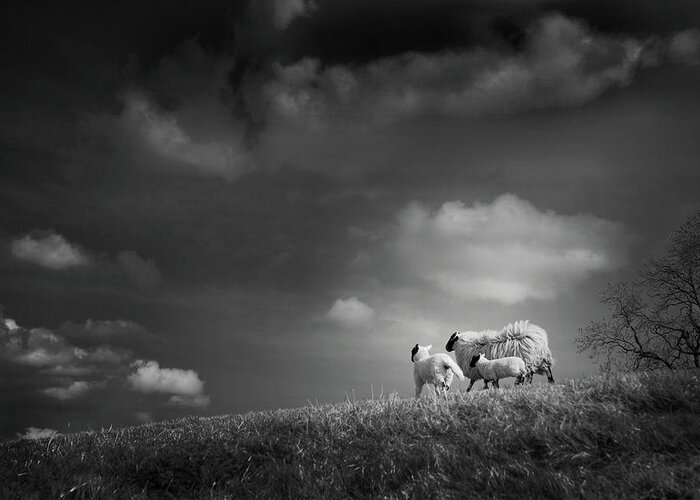 Sheep Greeting Card featuring the photograph Sheep Clouds by Dorit Fuhg