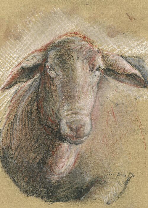 Sheep Artwork Greeting Card featuring the painting Sheep head by Juan Bosco
