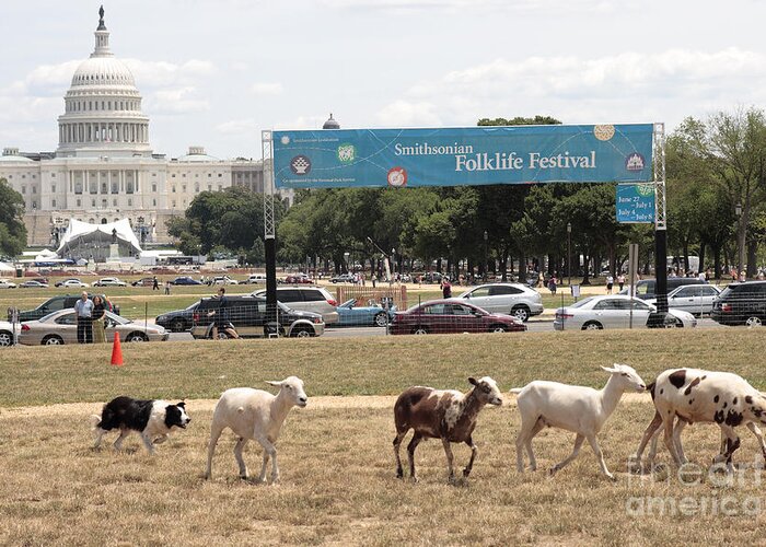 Washington Greeting Card featuring the photograph Sheep-Herding in Washington DC by William Kuta
