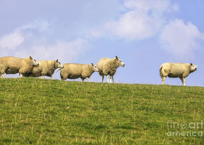Sheep Greeting Card featuring the photograph Sheep on dyke by Patricia Hofmeester