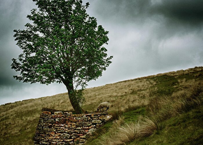 Bo47 Greeting Card featuring the photograph Sheep Tree by Bo Nielsen