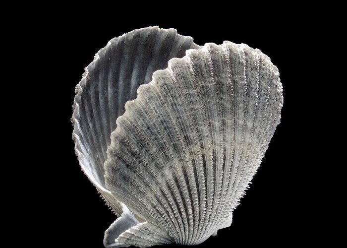 Ature Greeting Card featuring the photograph Shell 8-7 by Skip Willits