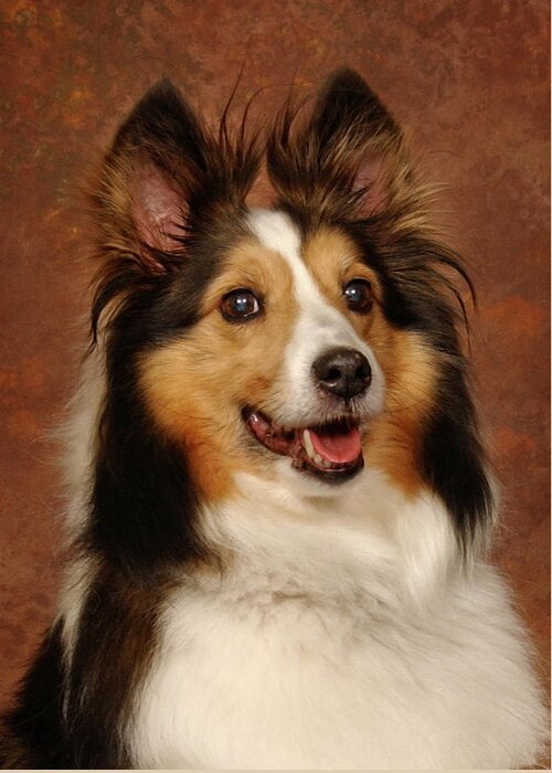 Dog Greeting Card featuring the photograph Sheltie by Greg and Chrystal Mimbs