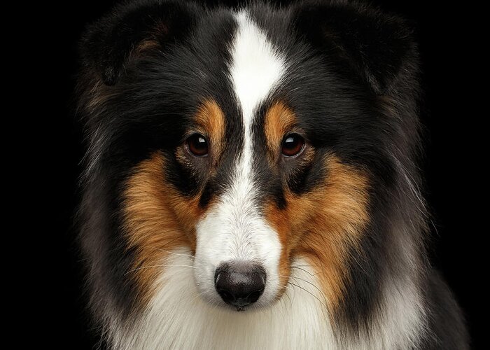 Sheltie Greeting Card featuring the photograph Sheltie by Sergey Taran