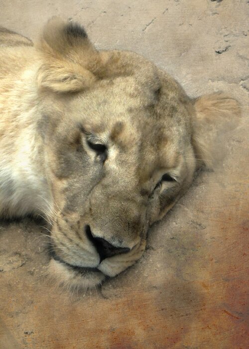 Lion Greeting Card featuring the photograph SHHHH She is Sleeping by Judy Hall-Folde