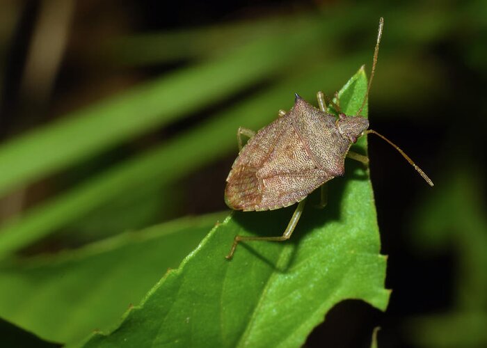 Photograph Greeting Card featuring the photograph Shield Bug by Larah McElroy