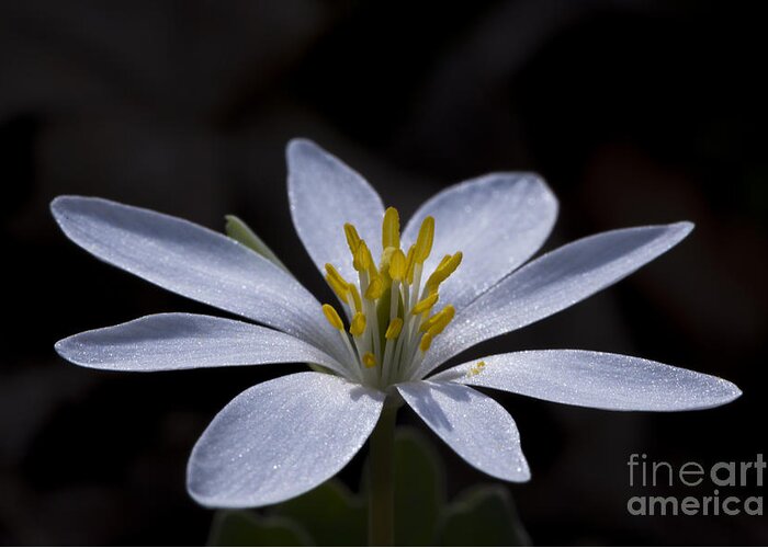 Bloodroot Greeting Card featuring the photograph Shimmering Petals by Andrea Silies