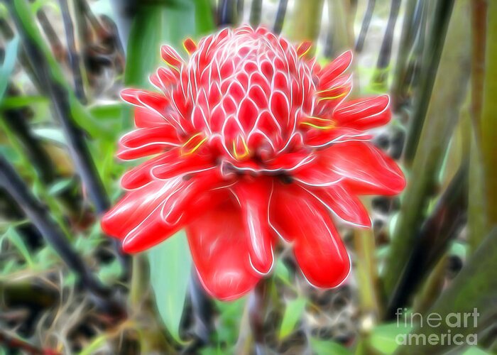 Flower Greeting Card featuring the photograph Shimmering Red Ginger Lily by Sue Melvin