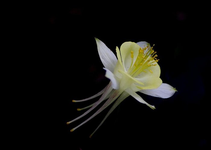 Columbine Greeting Card featuring the photograph Shooting Star by Living Color Photography Lorraine Lynch