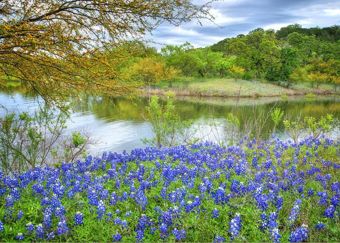 Texas Bluebonnets Greeting Card featuring the photograph Shoreline Bluebonnets at Lake Travis by Lynn Bauer