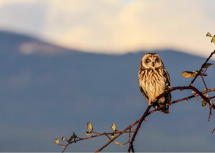 Landscape Greeting Card featuring the photograph Short-eared Owl by Briand Sanderson