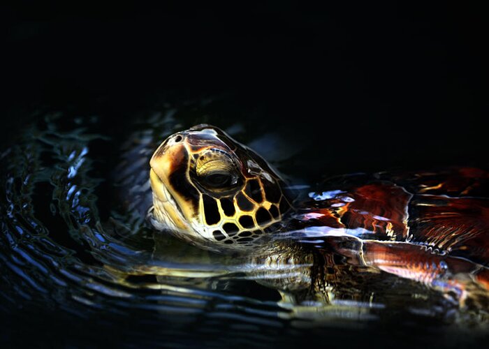 Green Greeting Card featuring the photograph Short Visit Turtle by Marilyn Hunt