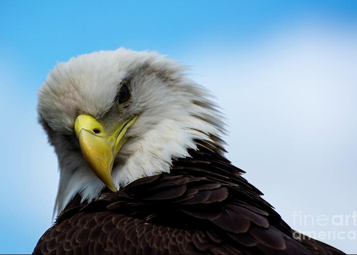 Eagle Greeting Card featuring the photograph Shoulder look by Quinn Sedam