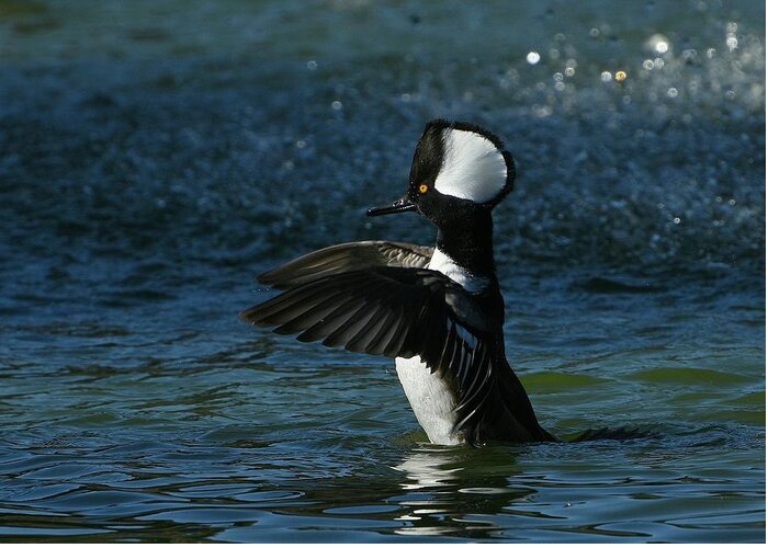 Hooded Merganser Greeting Card featuring the photograph Showing Off by Fraida Gutovich