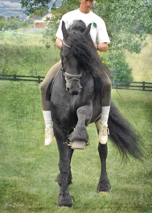 Friesian Greeting Card featuring the photograph Showing off by Fran J Scott