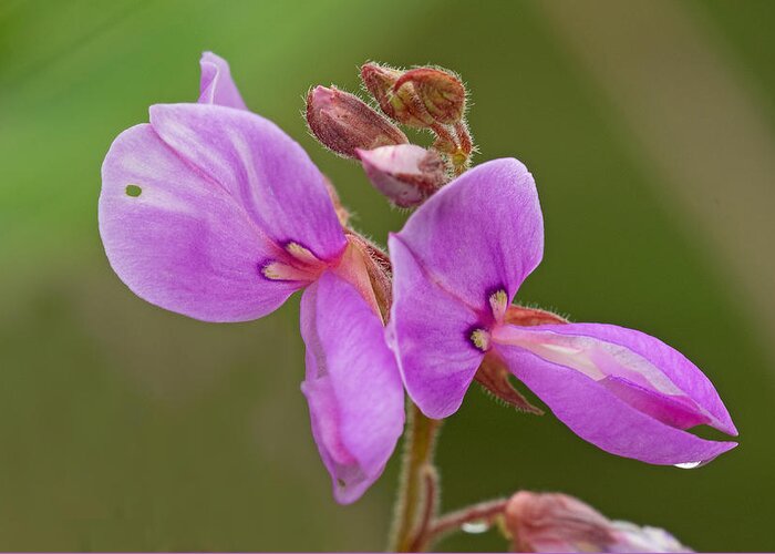 Desmodium Canadense Greeting Card featuring the photograph Showy Tick Trefoil by Jim Zablotny