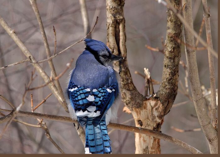 Outdoor Greeting Card featuring the photograph Shy Blue Jay by David Porteus