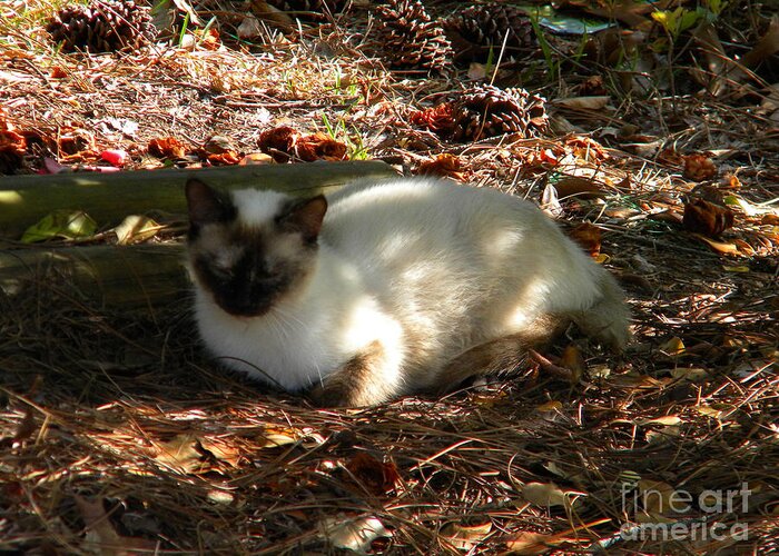 Siamese Greeting Card featuring the photograph Siamese Sweetie by Matthew Seufer
