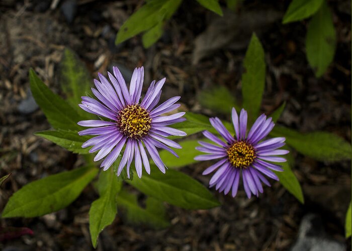 Wildflower Greeting Card featuring the photograph Siberian Aster by Fred Denner