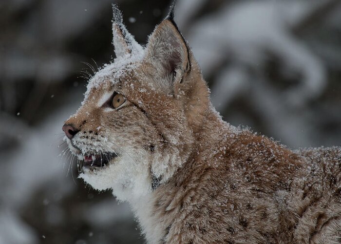 Montana Greeting Card featuring the photograph Siberian Lynx Kitten 7543 by Teresa Wilson