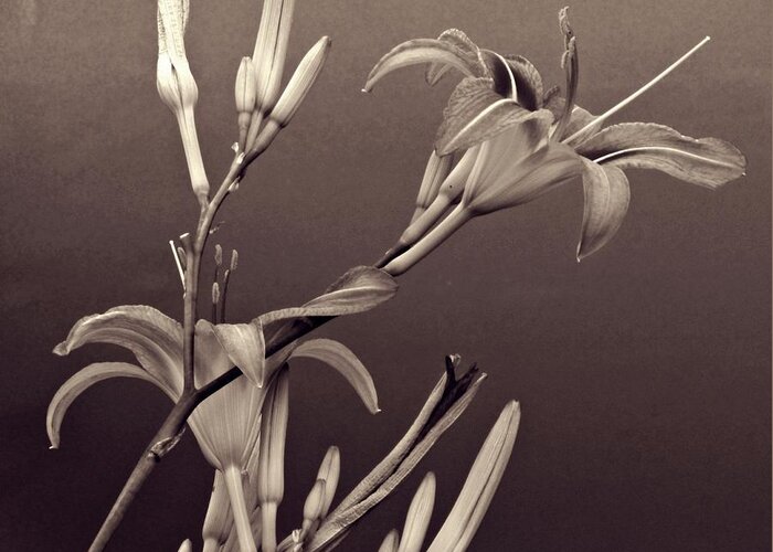 Lily Greeting Card featuring the photograph Sidewalk Lilies Sepia Square Format by Sarah Loft