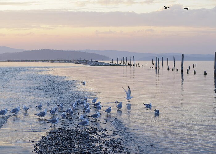 Gulf Islands Greeting Card featuring the photograph Sidney Spit Birds by Kevin Oke