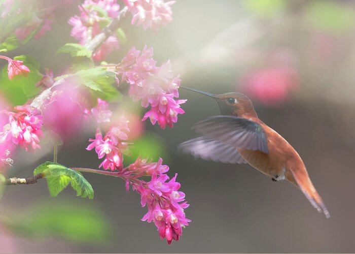 Rufous Hummingbird Greeting Card featuring the photograph Sign Of Spring 2 by Randy Hall