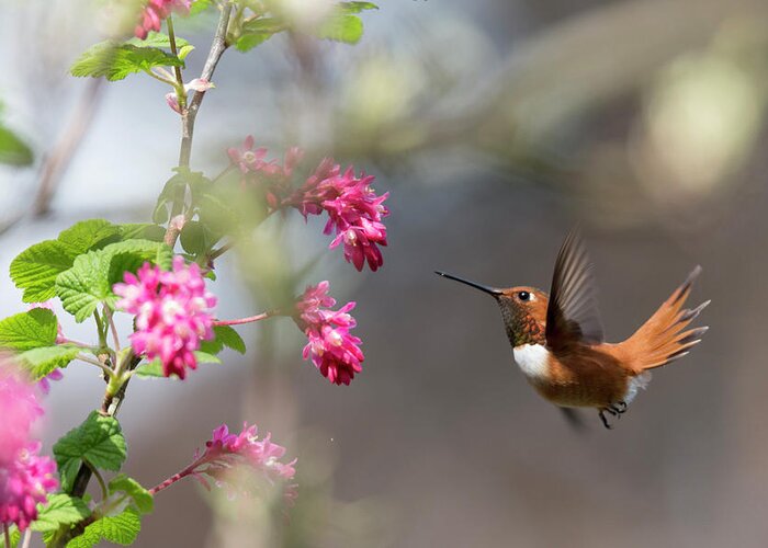 Rufous Hummingbird Greeting Card featuring the photograph Sign Of Spring 3 by Randy Hall