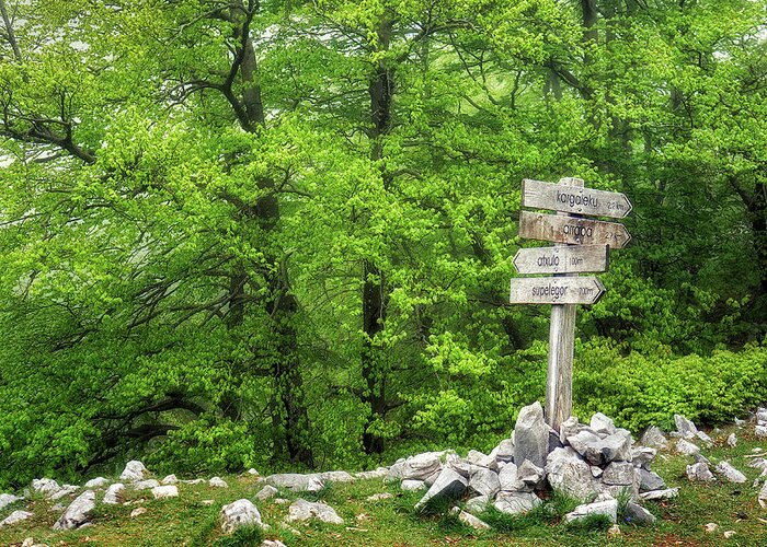 Direction Greeting Card featuring the photograph Signpost in the forest by Mikel Martinez de Osaba